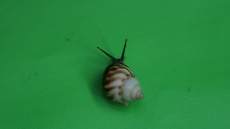 caracol arrastrándose en pantalla verde-1