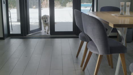 perro caminando en el comedor moderno