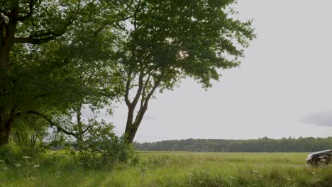 sunlight through tree leaves over a green field with a car