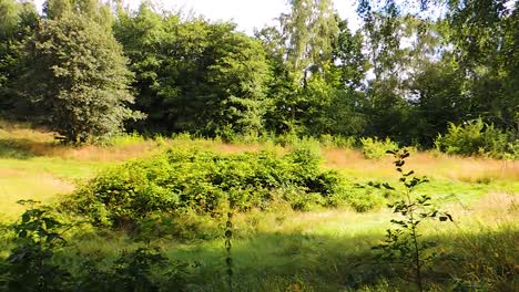 Beautiful-summer-meadow-with-a-track-running-through-it-romantic-mode---Panning-shot