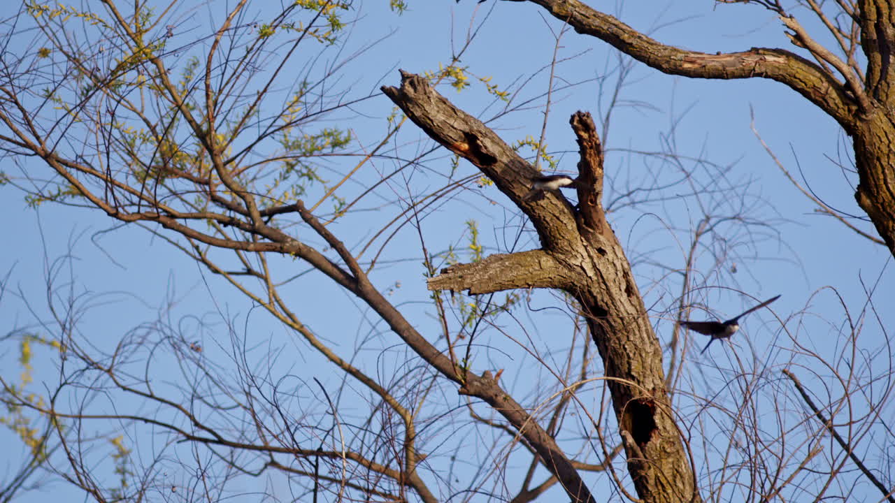 Graceful glides and aerial flips of purple martins during mating, in slow motion.