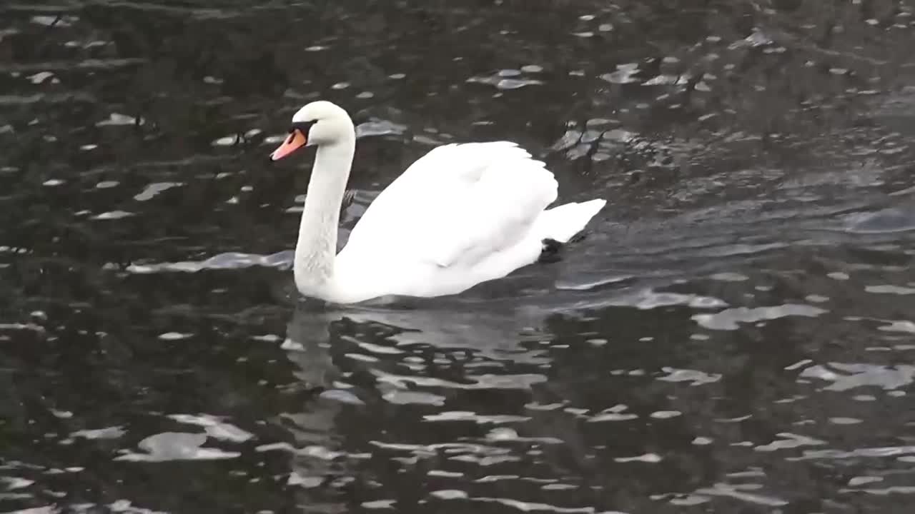 nado del cisne 5 segundos 50 fps hd 00328.mp4