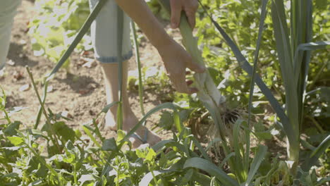 mujer sacando puerro del jardín de la cocina verde