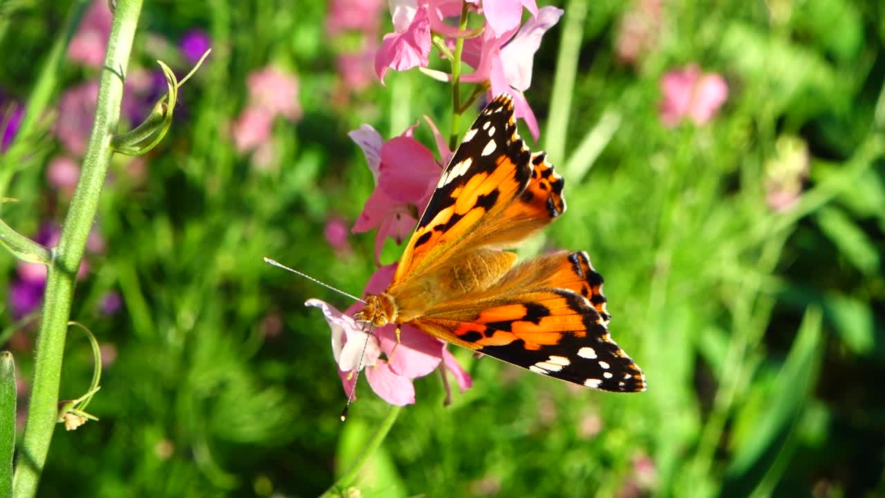 Farfalla e fiori. Rallentatore