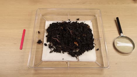 hands inspecting earthworms in soil sample in laboratory setting