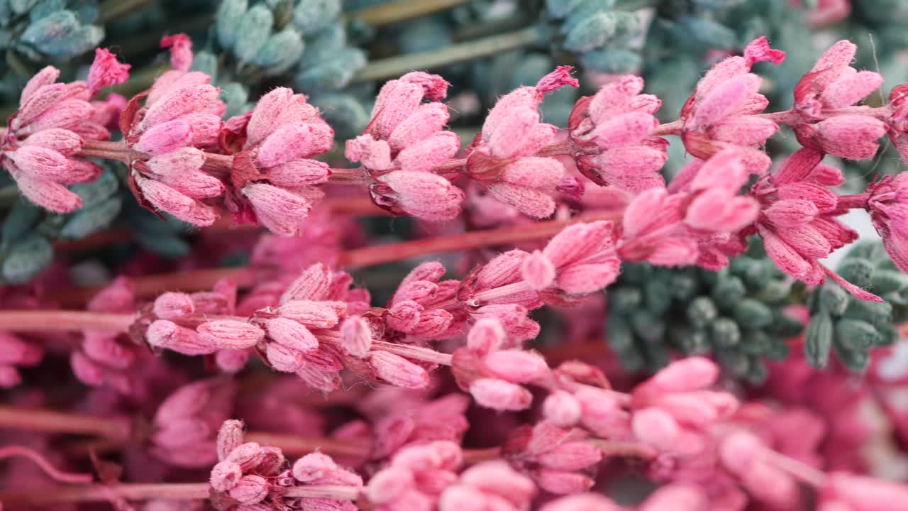 сушеные розовые и синие цветы