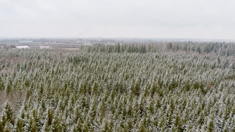 Aerial-forward-flight-over-conifer-trees-of-a-southern-bavarian-forest-in-the-winter-season,-snow-covered-idyllic-nature-background