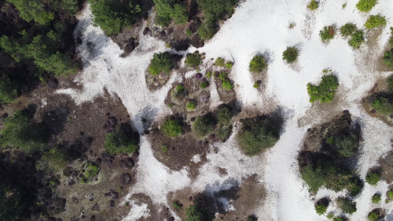 나무 와 모래 가  ⁇ 아오르는 유럽 숲 의 위에서 내려오는 공중 전망