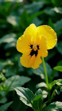 yellow pansy in a garden