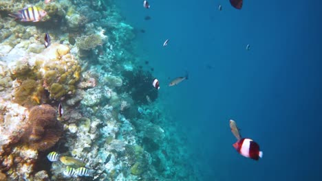 reef with a variety of hard and soft corals and tropical fish. maldives indian ocean.