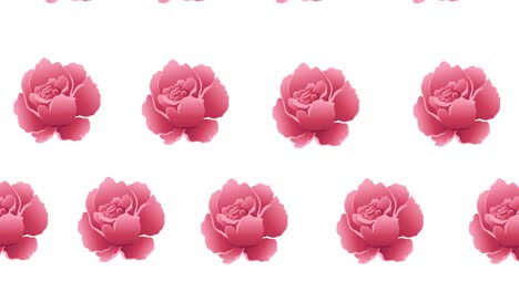 composition of rows of pink flowers moving on white background