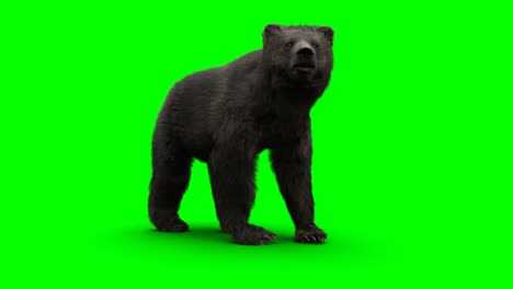 el oso de pie. una animación realista en pantalla verde.