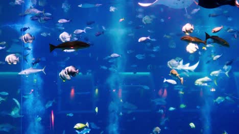 Stachelrochen-Sind-Eine-Gruppe-Von-Seerochen,-Knorpelfische,-Die-Mit-Haien-Verwandt-Sind-Und-Zusammen-Mit-Anderen-Fischen-Im-Aquarium-Von-Singapur-Schwimmen