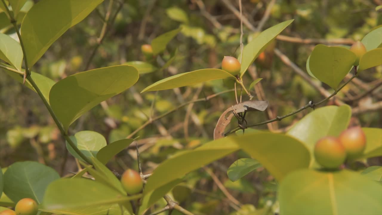 árbol frutal en crecimiento con hojas verdes de fondo moviéndose con la brisa