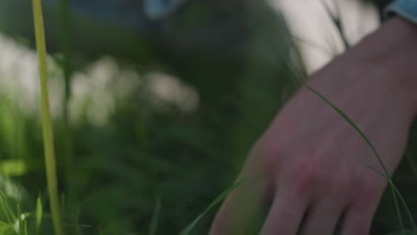 Close up of dandelion standing among tall green grass with soft sunlight, while woman bends down to pluck it, creating peaceful natural moment with blurred background