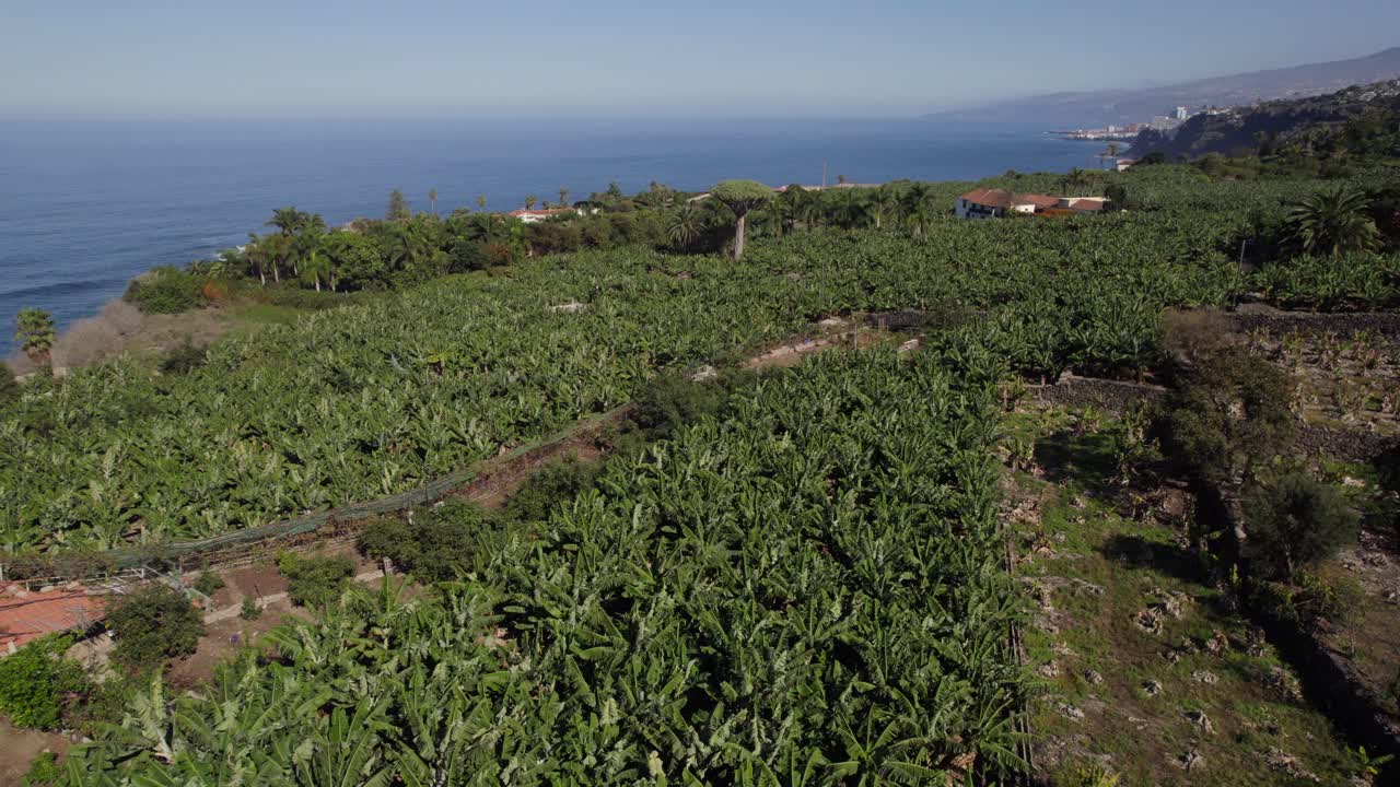 vista aérea de una gran plantación de plátanos en la costa de tenerife