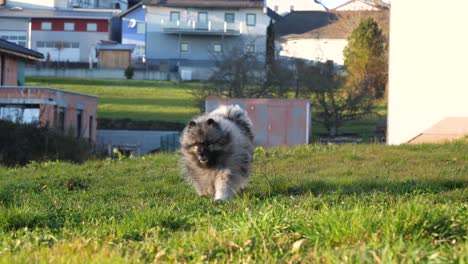 happy keeshond dog runs towards the owner on a green meadow