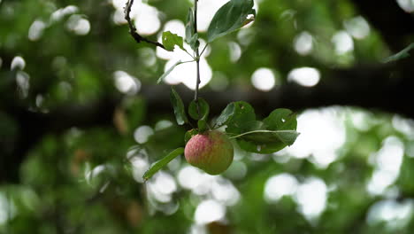 Single apple hanging from tree
