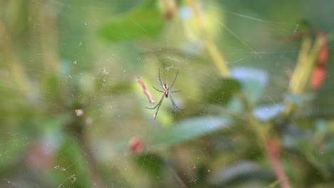 Una-Araña-Joro-Aferrada-A-Su-Telaraña-En-La-Montaña-Cheonggyesan,-Corea-Del-Sur---Plano-Medio