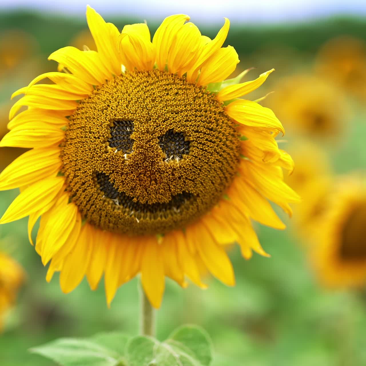 Racemes taken away from a sunflower to create a funny face. Distancing from a flower in the field. Blurred backdrop