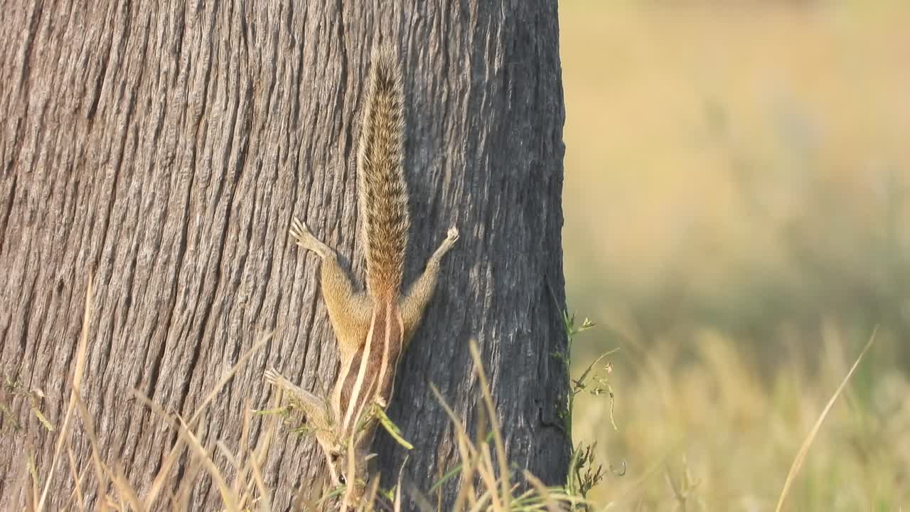 다람 링이 놀고 - 음식.