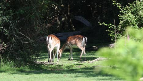 Gamo-Pastando-En-El-Bosque3