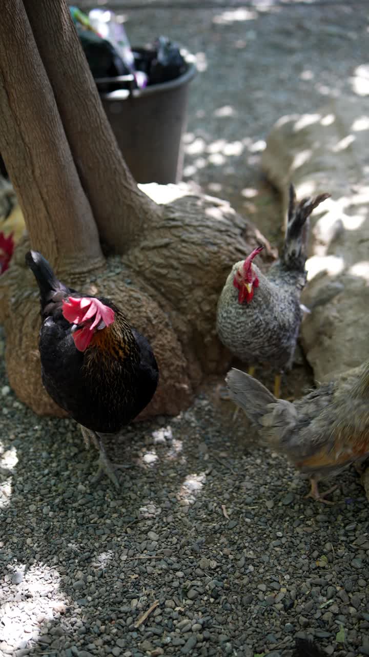 pollos en un jardín