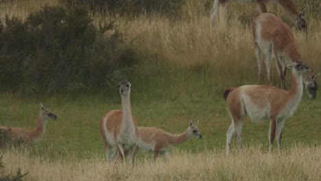 Guanaco-in-herd-near-Torres-Del-Paine