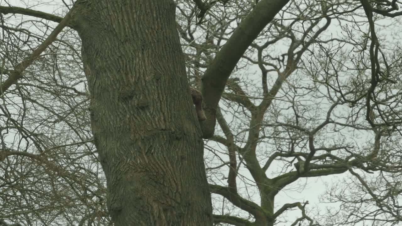Young Barbary Macaque Ape Puppy Climbs a Tree