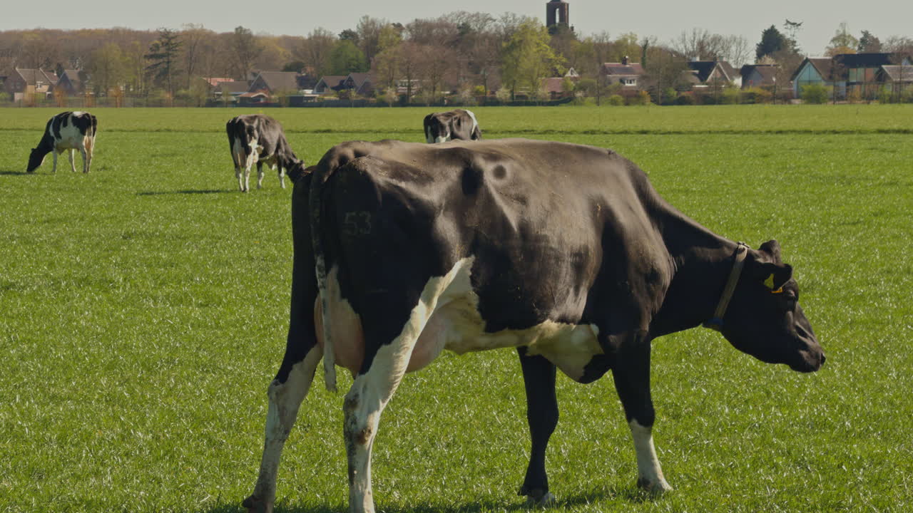 Grazende koeien op een Europese Nederlandse boerderij in Nederland op een zonnige dag buiten, close-up.