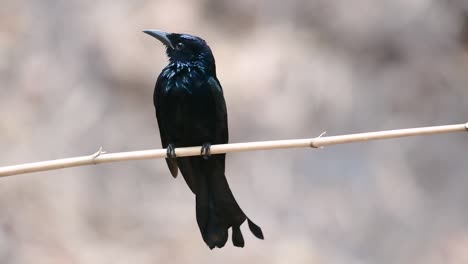 El-Drongo-Con-Cresta-De-Pelo-O-Es-Un-Ave-En-Asia-De-La-Familia-Dicruridae-Que-Era-Conespecífico-Con-Dicrurus-Bracteatus-O-Drongo-Con-Lentejuelas-En-El-Que-Puede-Ser-Difícil-Diferenciar-Entre-Sí