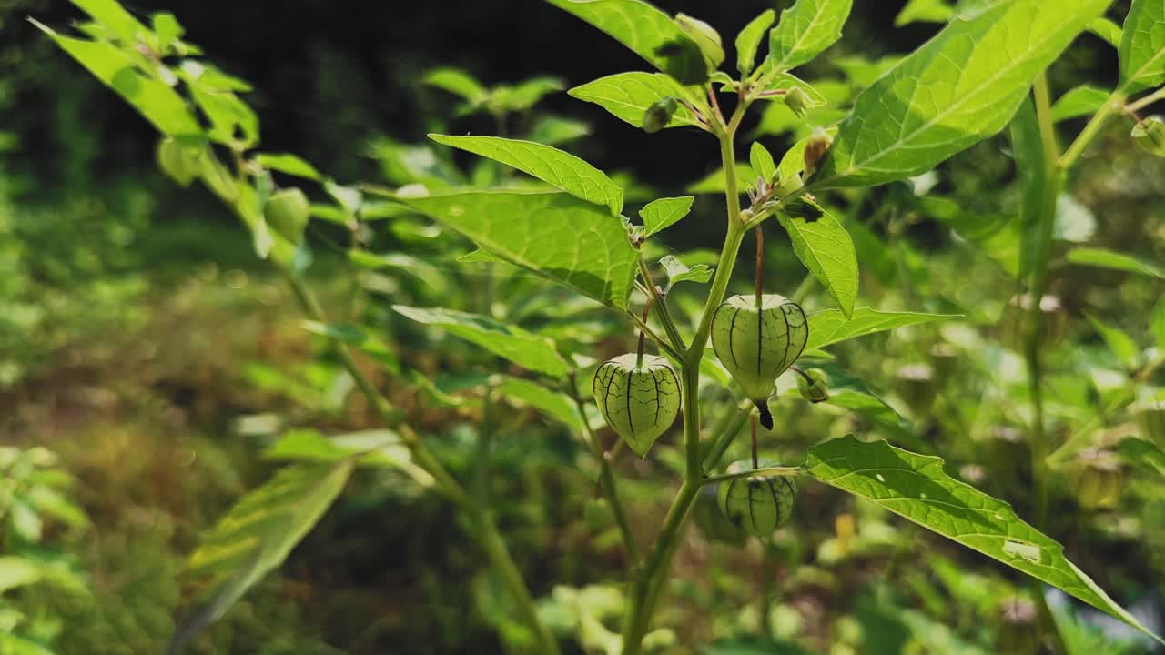 Static shot of a delicate green plant with lantern-like fruits gently swaying in the soft breeze, sunlight illuminating its fresh leaves and natural garden surroundings