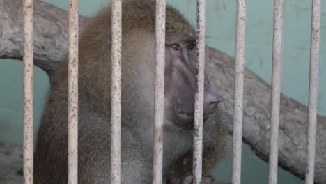 Rhesus-Macaque-Looking-Bored-Behind-Metal-Bars-Of-Enclosure