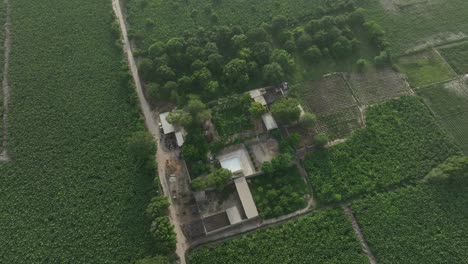 Hermosa-Y-Exuberante-Granja-De-Mangos-A-Gran-Escala-En-Sindh,-Pakistán---Granja-De-Mangos-En-Mirpur-Khas,-Pakistán