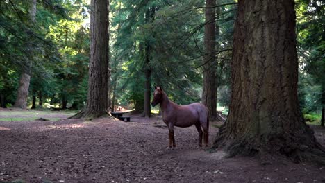 A-brown-horse,-standing-in-the-woods-next-to-a-large-tree-and-a-picnic-table