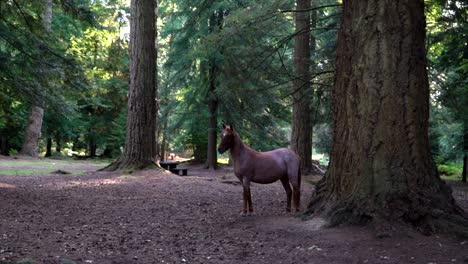 un caballo marrón, de pie en el bosque junto a un gran árbol y una mesa de picnic