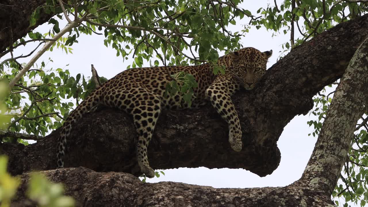 leopardo relajándose y tendiendo un árbol y mirando alrededor cuidadosamente después de comer su lleno de un impala