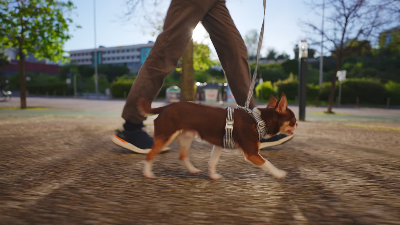 Cagnolino Chihuahua a passeggio al guinzaglio con il proprietario in un parco soleggiato