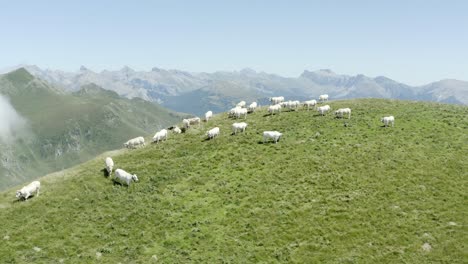 Toma-De-Drone,-Volando-Sobre-La-Cresta-De-Una-Montaña-Con-Vacas-En-Primer-Plano