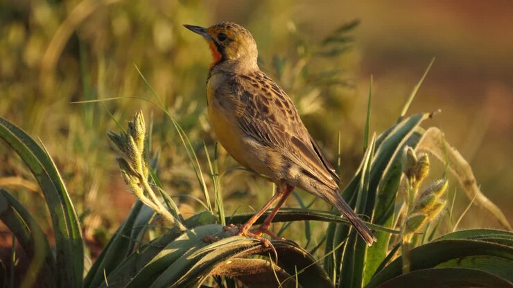 Richiami più lunghi dell'uccello gola arancione o allodola dalle lunghe unghie del Capo, Macronyx Capensis
