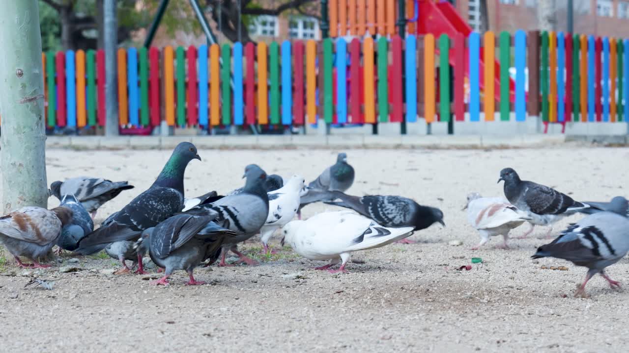 도시 공원 에 있는 비둘기 들