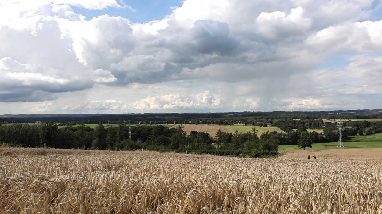 Un campo di erba alta con un cielo nuvoloso sullo sfondo
