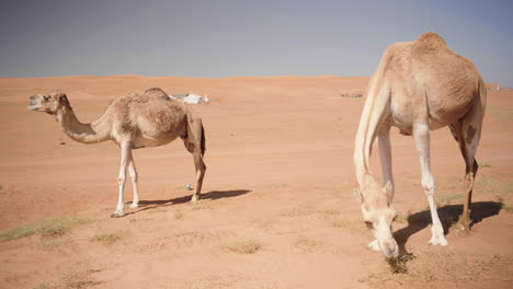 camellos en el desierto de wahiba de omán