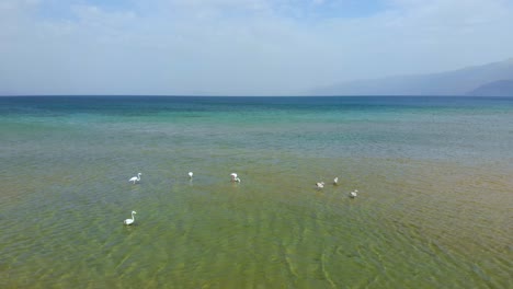 grupo de flamencos alimentándose de aguas poco profundas del lago ohrid comenzando a volar