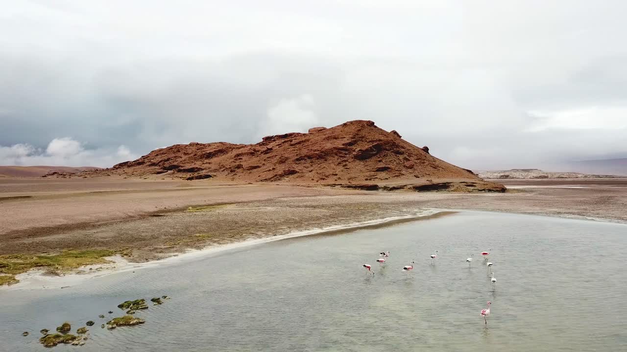 Flamingo Flock Flying Over Salt Lake. Aerial View of Exotic Birds in Desert Landscape of South America
