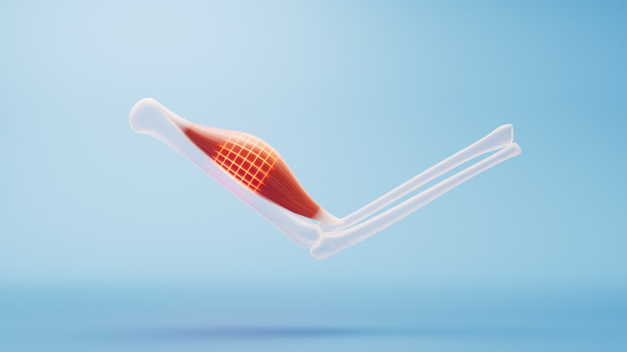 근육 구조, 의료 개념 시각화, 3d 렌더링