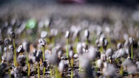 Close up view of a sowing of specialty and exotic coffee bean sprouts