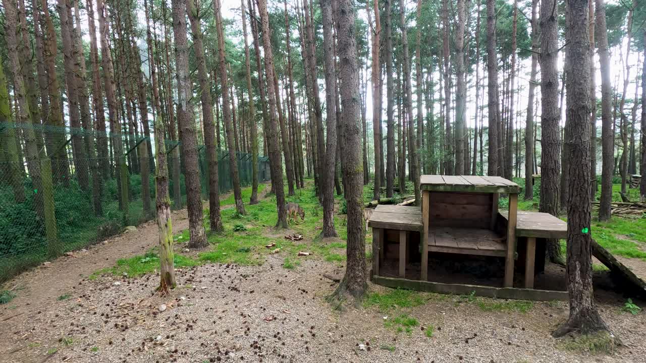 Static wide shot of wolf enclosure in pine forest, natural daylight, tranquil conservation setting