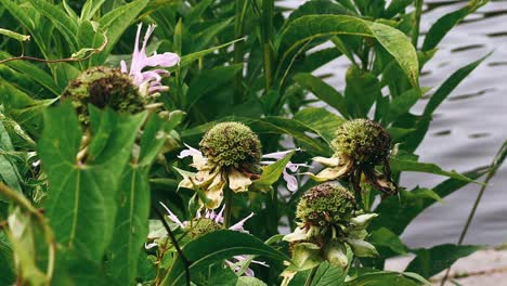 close-up of withered bee balm flowers