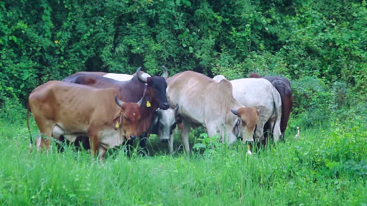 Cows grazing in gentle rain, essence of rural life with animals finding solace amidst lush green fields during refreshing shower